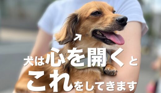 犬は心を開いた人にだけこんな行動をします