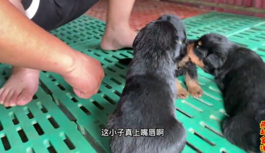 七只罗威纳幼犬一天一个样，双方开始互相打闹，看看还有几只