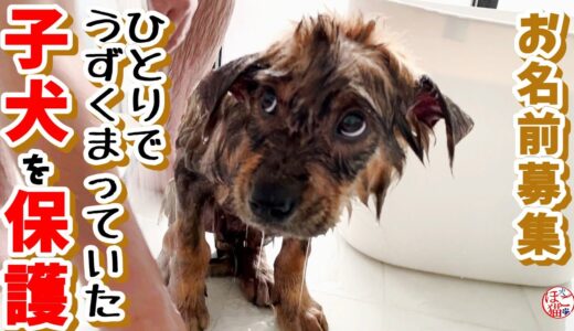 【子犬　保護犬　名前募集】群れからはぐれて　ひとりでうずくまっていた子犬を保護しました