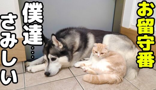 子猫とハスキー犬達のお留守番を隠し撮りしてみたら玄関で寂しくて鳴いてた...