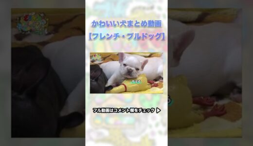 【ちょい見せ】かわいい犬まとめ動画：フレンチ・ブルドッグ🐶　#shorts