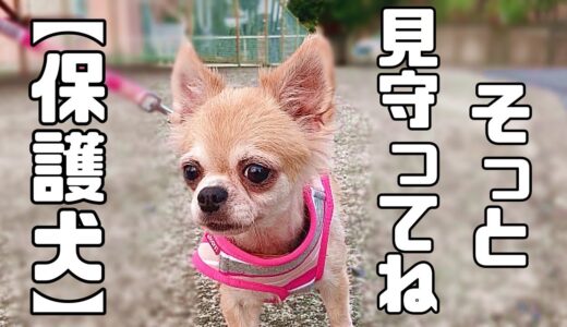 元繁殖犬おもち＆おこげちゃん、初めての事がいっぱい「vol 231」