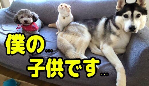 猫動画を見てたら猫とハスキー犬達がめちゃくちゃ嫉妬して大変なことになった...