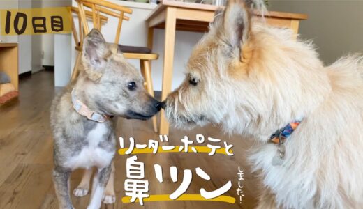 牧場に捨てられた犬との生活10日目 鼻と鼻がツン！しました