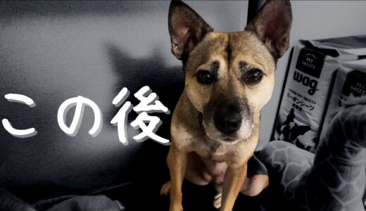 虐待で器官が曲がった犬アッチャンがキレたら!?どうなるの？