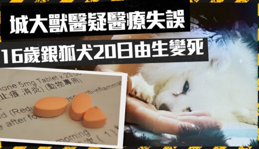 城大獸醫疑醫療失誤 16歲銀狐犬20日由生變死｜Channel C HK