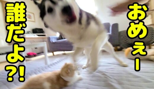 ばっさり角刈りにして帰ったら子猫とハスキー犬達に威嚇され認識さませんでした…涙