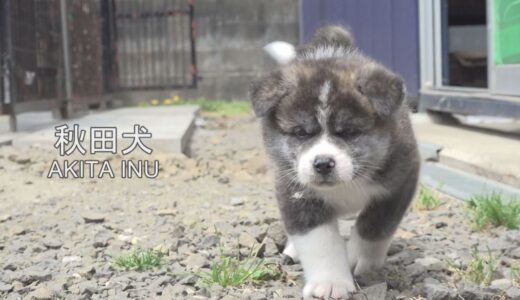 もふもふ秋田犬の赤ちゃん　小さな小さな大冒険