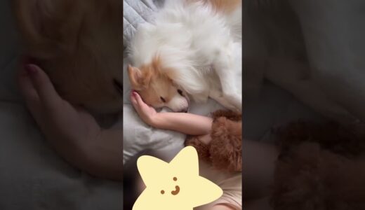 パパをベッドから追い出したい犬..飼い主との関係性がわかるようでわからないw【ボーダーコリー】#shorts