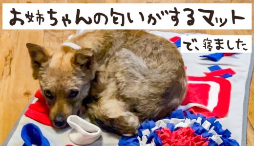 牧場に捨てられてた犬との生活11日目②姉の匂いがするマットが好きになりました