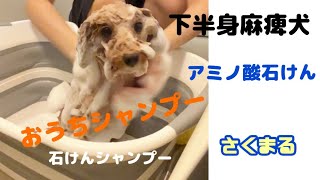 【トイプードル】下半身麻痺犬のおうちシャンプーの様子