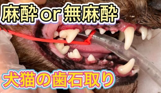 結局どっち？一番効果的な歯石除去のやり方【犬の歯石除去】