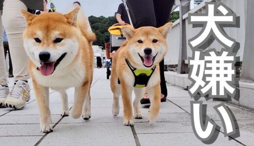 犬嫌いなばあちゃんが最終日には別人レベルで柴犬達を溺愛してた