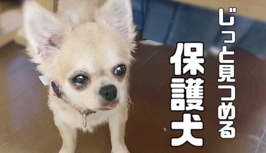 元繁殖犬おもちちゃんと関係修復中。おもち&おこげちゃんに伝えたい事「vol 229」