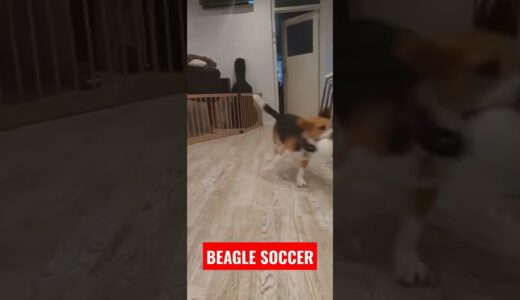 Beagle soccer 🤣 ビーグル犬のサッカー #shorts