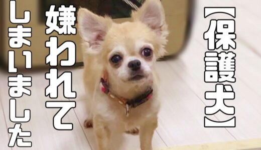 元繁殖犬おもちちゃんに嫌われてしまった理由についてお話します「vol 226」