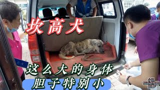 坎高犬，大大的身体小小的心灵，不知道它受了多少罪才这么胆小 Dog rescue in China 20220726