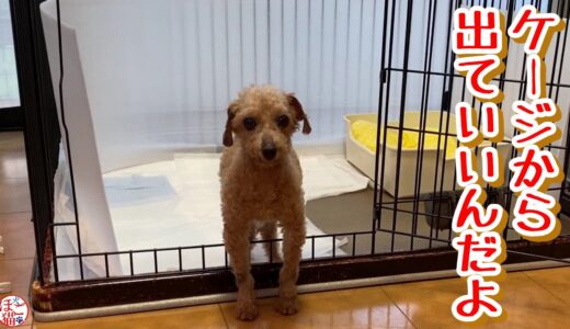 【余剰犬　トイプードル】ケージから出てもいいんだよ