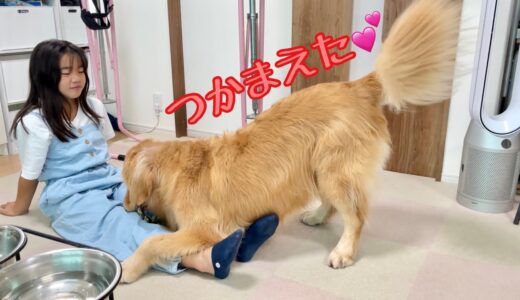 大好きな姉を捕まえることに全力を尽す大型犬クッキー【ゴールデンレトリバーとミニチュアダックスフンド】