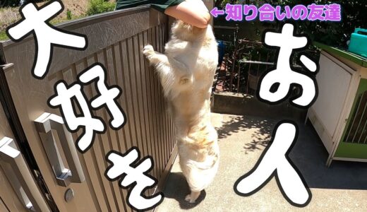 【来客】犬に会えたあまりの嬉しさに涙目で感情コントロールがままならないお知り合いが面白い。