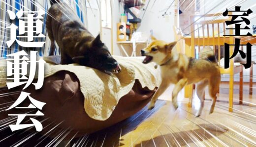 和犬を室内飼いするとこうなります！【甲斐犬・柴犬】