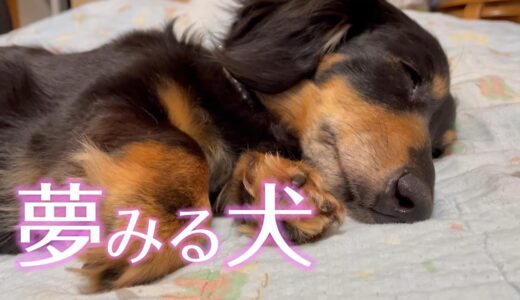 夢みる犬。いい夢みろよ！【ミニチュアダックスフンド】