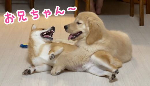 犬種も性格も違う柴犬とゴールデンレトリバーを飼ったらこうなりました