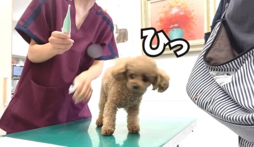 出かけた先が病院で落胆する犬（涙）