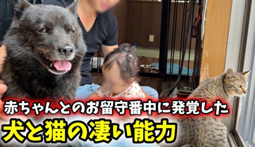 赤ちゃんとの留守番中に発覚した犬と猫の凄い能力