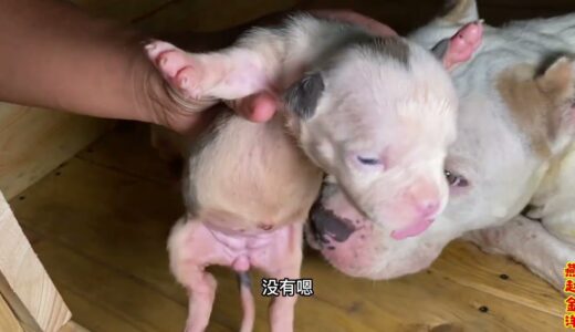 斯塔福的8只幼犬被抢这预定，金洋却有两只暂不预定，看看啥情况