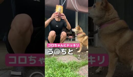 かりんとうをう○ちと勘違いする犬www【ドッキリ】#shorts