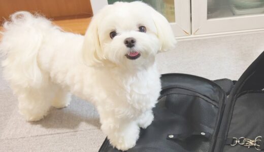 買ったばかりの犬用リュックを愛犬がさっそく破壊しようとしてきます【マルチーズ】