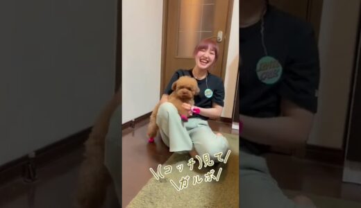 犬の肉球を守り隊