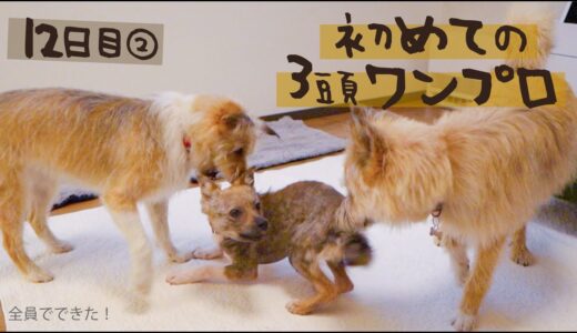 牧場に捨てられてた犬との生活12日目② 3頭でワンプロできた！