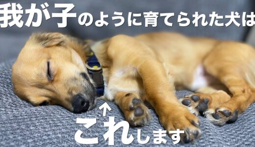 我が子のように育てられた犬はこんな行動をします。