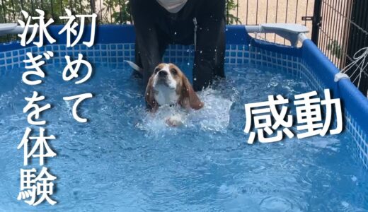 【犬 プール】初めて愛犬の泳ぐ姿に感動！