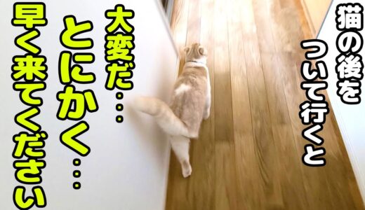 子猫がニャーニャー騒いでるのでついて行ってみると...笑