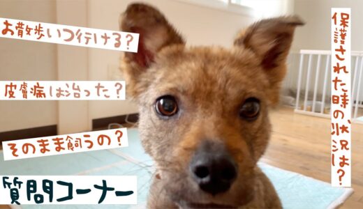 牧場に捨てられてた犬チャーリーはじめての質問コーナー