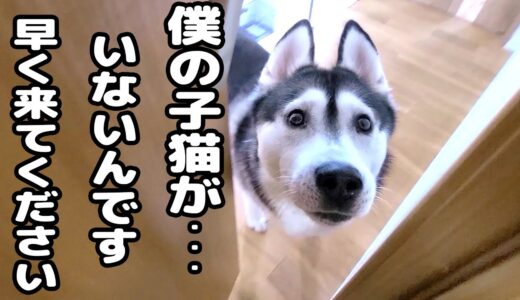 最愛の僕の子猫が家出したと思い必死で探すハスキー犬がこちら…