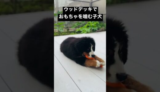 生後95日目のバーニーズマウンテンドッグ(大型犬)