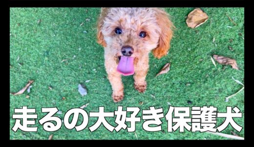 久しぶりのドッグランに行きました【保護犬トイプードル】   4K