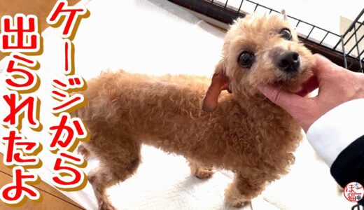 【余剰犬　トイプードル】ケージから出られたよ！