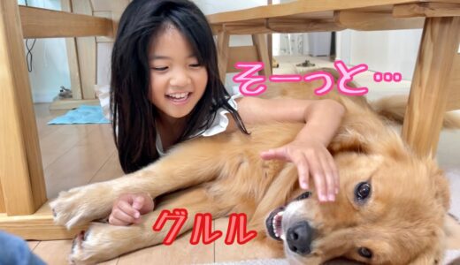 近付けばガブッ！大型犬とのスリル満点なワニワニパニックを笑顔で楽しむ愛娘【ゴールデンレトリバーとミニチュアダックスフンド】