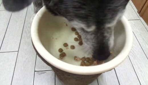 保健所から迎えた犬　爺ちゃんわんこの食欲を見てみんな元気にな～れ