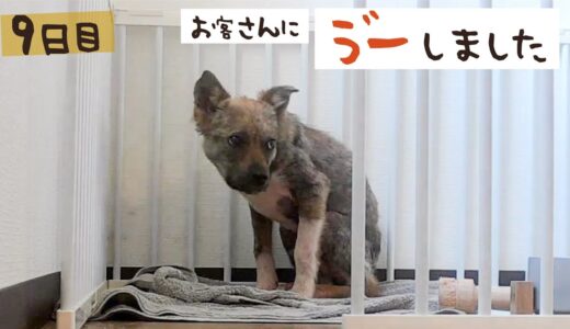 牧場に捨てられてた犬との生活9日目 来客に怖がってしまいました