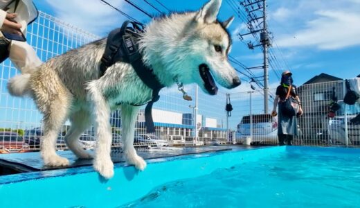 【デート】飛び込み出来ないハスキー犬がついにダイブ成功！？　彼女とプールデートしてきた