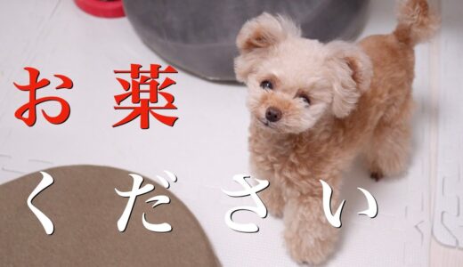 うちの犬が喜んでお薬のめるようになった方法がこちらです【トイプードル】