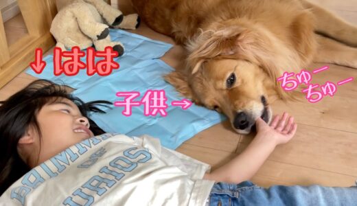 母犬に甘えるように娘の手から離れなくなった大型犬クッキー【ゴールデンレトリバーとミニチュアダックスフンド】