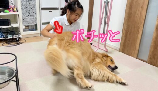 弱点の連打で娘に弄ばれる大型犬クッキー【ゴールデンレトリバーとミニチュアダックスフンド】