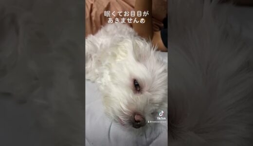 #shorts  お目目が開かない犬🐶【マルチーズ】